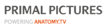 Primal Pictures